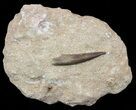 Fossil Plesiosaur (Zarafasaura) Tooth In Rock #58962-1